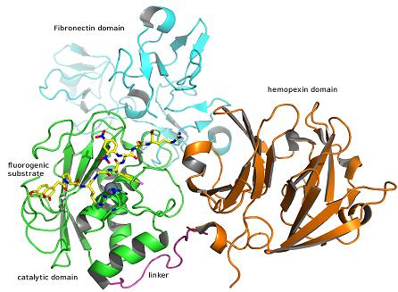 Illustration: Complete three-dimensional structure of MMP-9 composed of the catalytic, fibronectin, and hemopexins domains. (Assembled by superposing the crystallographic structures of the catalytic form PDB code: 4JIJ, fibronectin: 1L6J, linker: 4FVL and hemopexin: 1ITV). –Wikipedia.