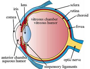 Illustration: Diagram of an eye
