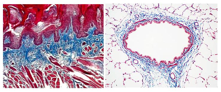 Histology-January