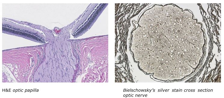 histology0217