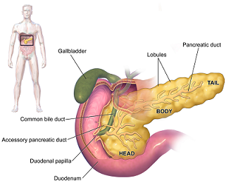 pancreas diagram