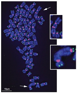 blue telomeres