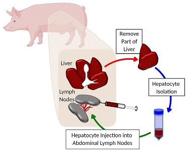 lagasse pig liver lymph nodes