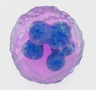 activation of neutrophils