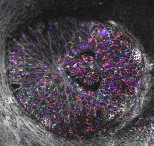 An image of an eye using Multicolor DiOlistic labeling
