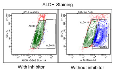 Graph of ALDH staining