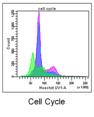 Graph of cell cycle